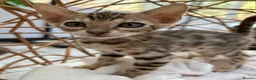 Bengal cats for sale: Stunning Bengal Kittens Ready for Reservation 😍 - Advert 17