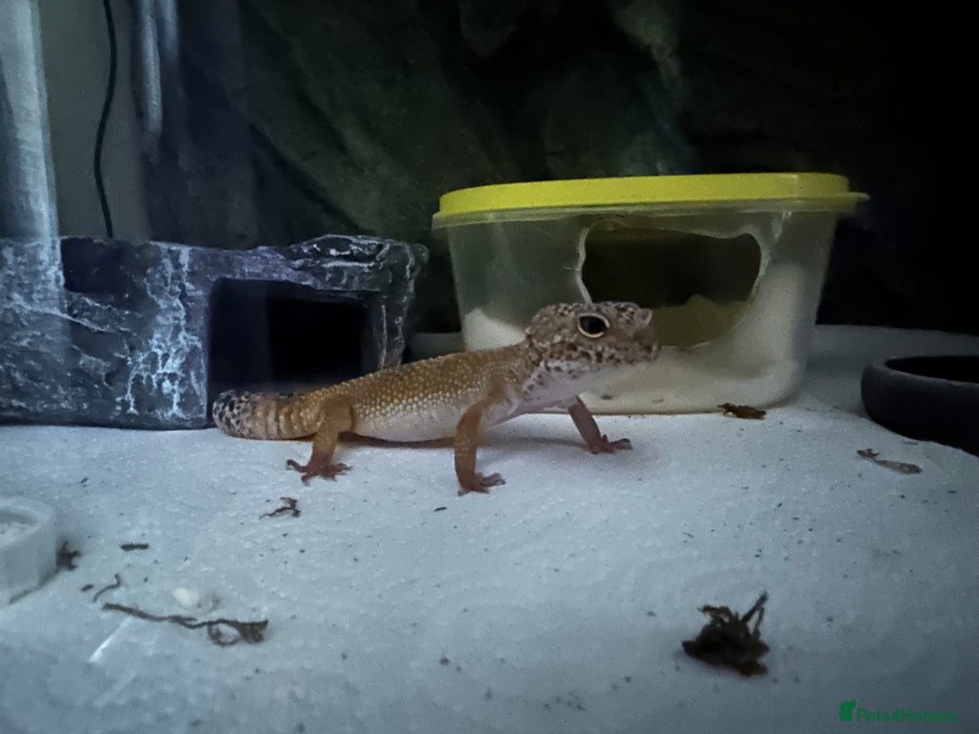 Gecko reptiles for sale: 2 Female leopard geckos and Crested gecko for sale - Image 3