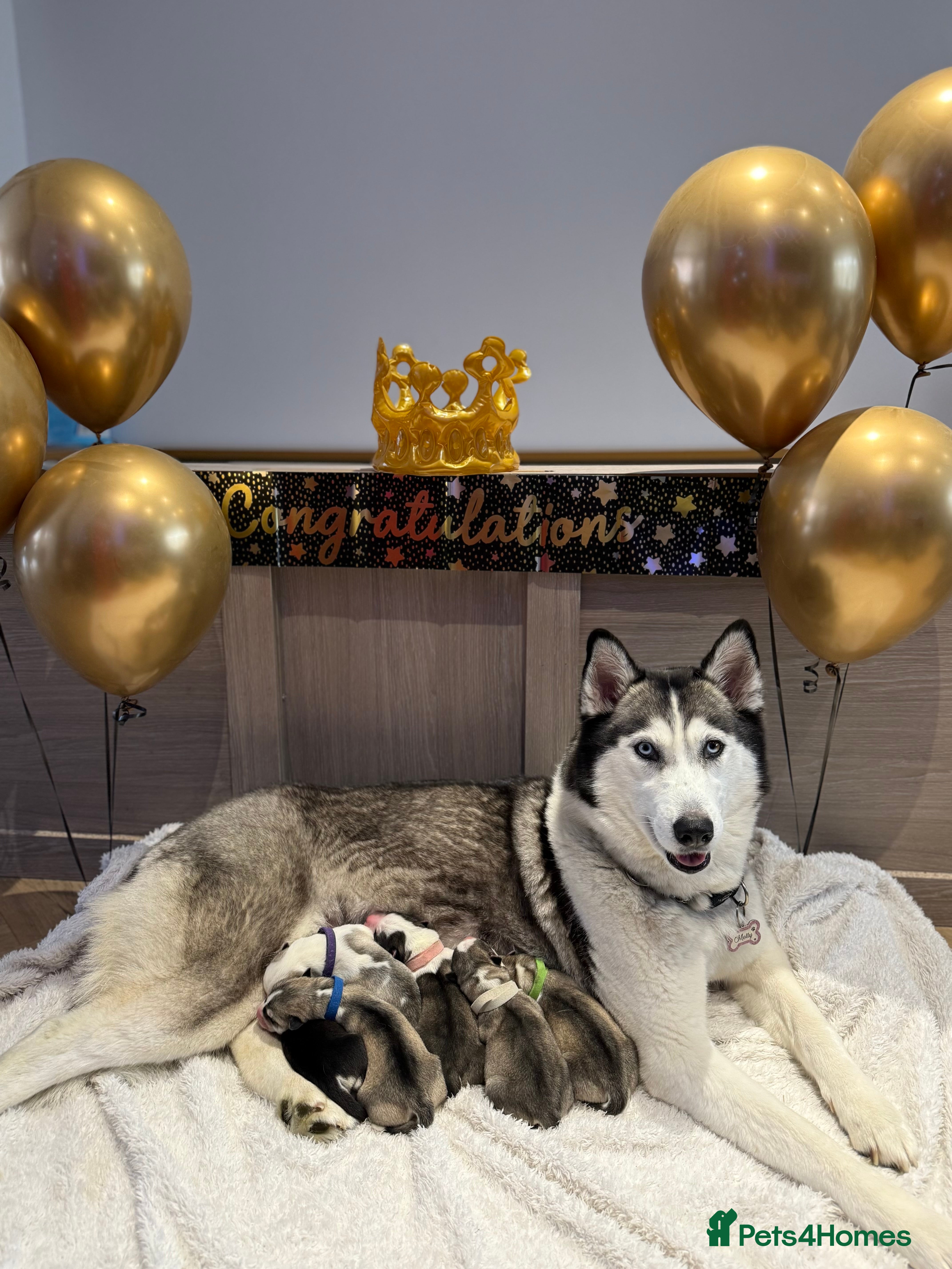 Siberian Husky dogs Beautiful Siberian Husky Puppies Ready to Reserve - Advert 17