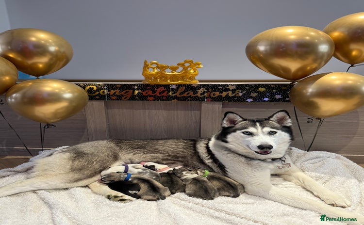 Siberian Husky dogs Beautiful Siberian Husky Puppies Ready to Reserve - Advert 1