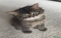 Persian cats for sale: Beautiful 1/2 Persian kittens (2girls 1 boy) - Image 18