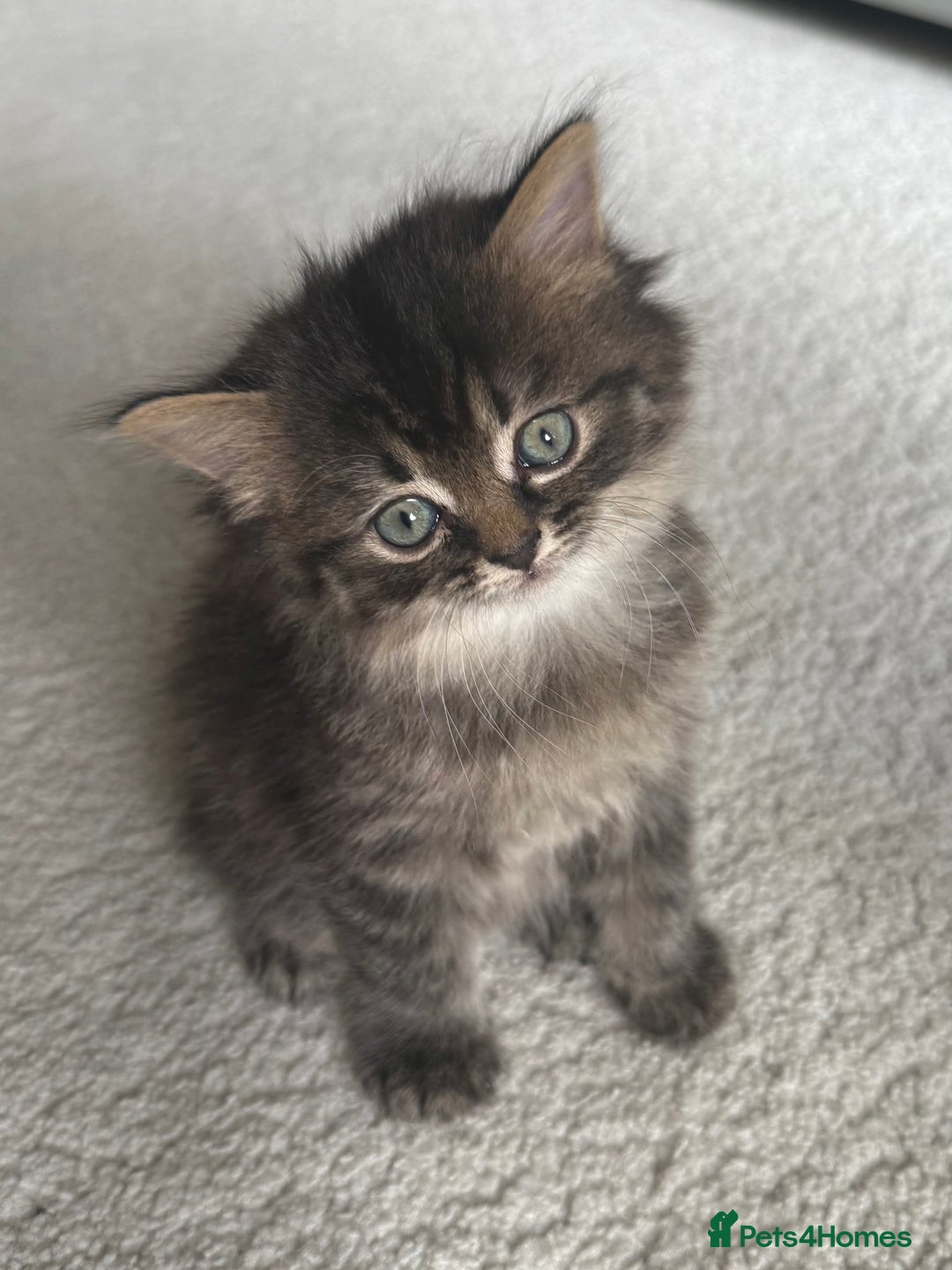 Persian cats for sale: Beautiful 1/2 Persian kittens (2girls 1 boy) - Image 18