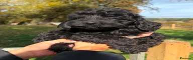 Cockapoo 5
