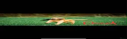 Labrador Retriever dogs for sale: KC Registered -working stock - Labrador retrievers in Ottery Saint Mary - Advert 2