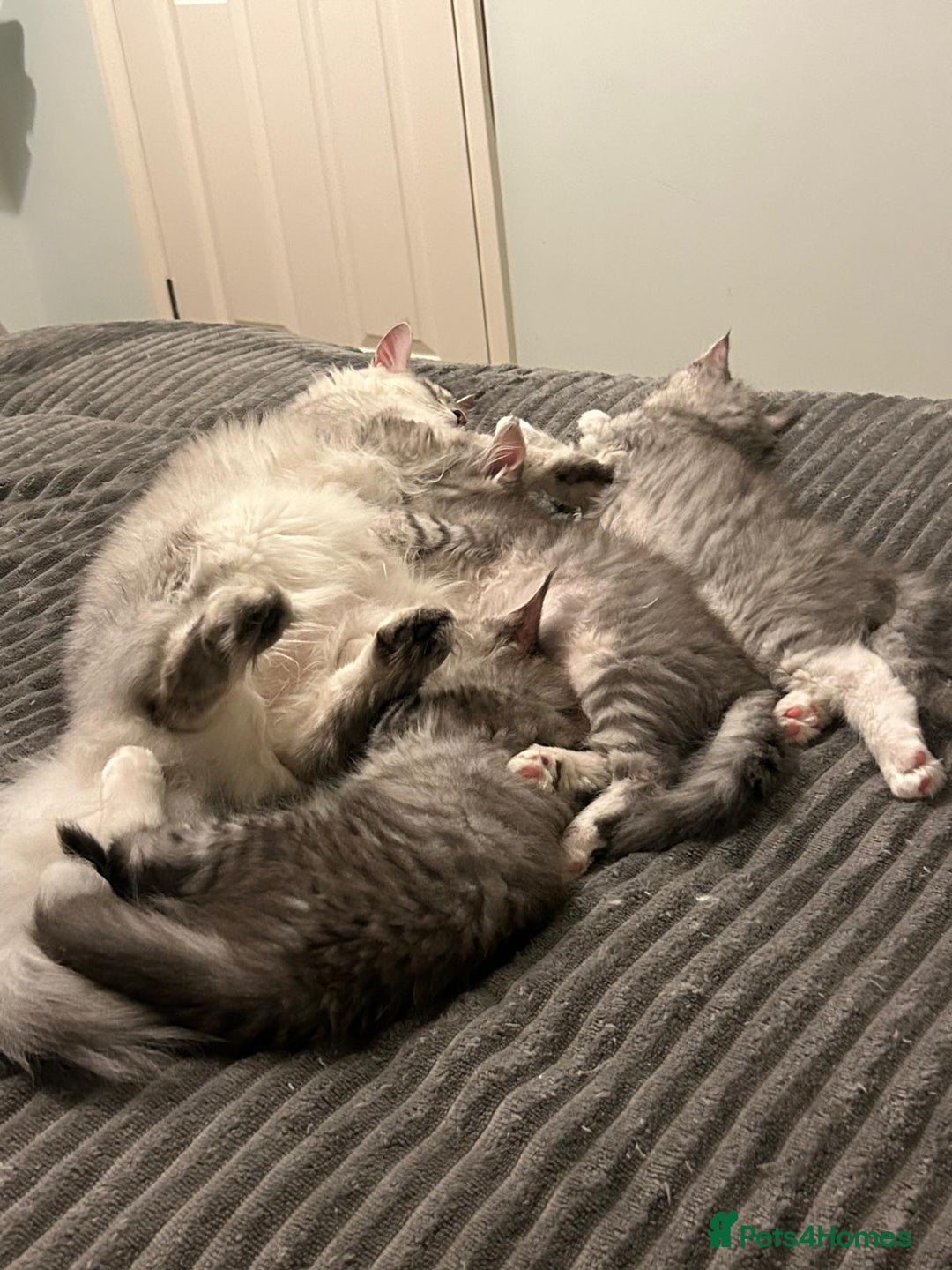 Maine Coon cats for sale: Gorgeous TICA Maine Coon Kittens - Advert 7