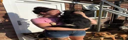 Mixed Breed dogs for adoption: Rambo - Norwich Norfolk  - Advert 5