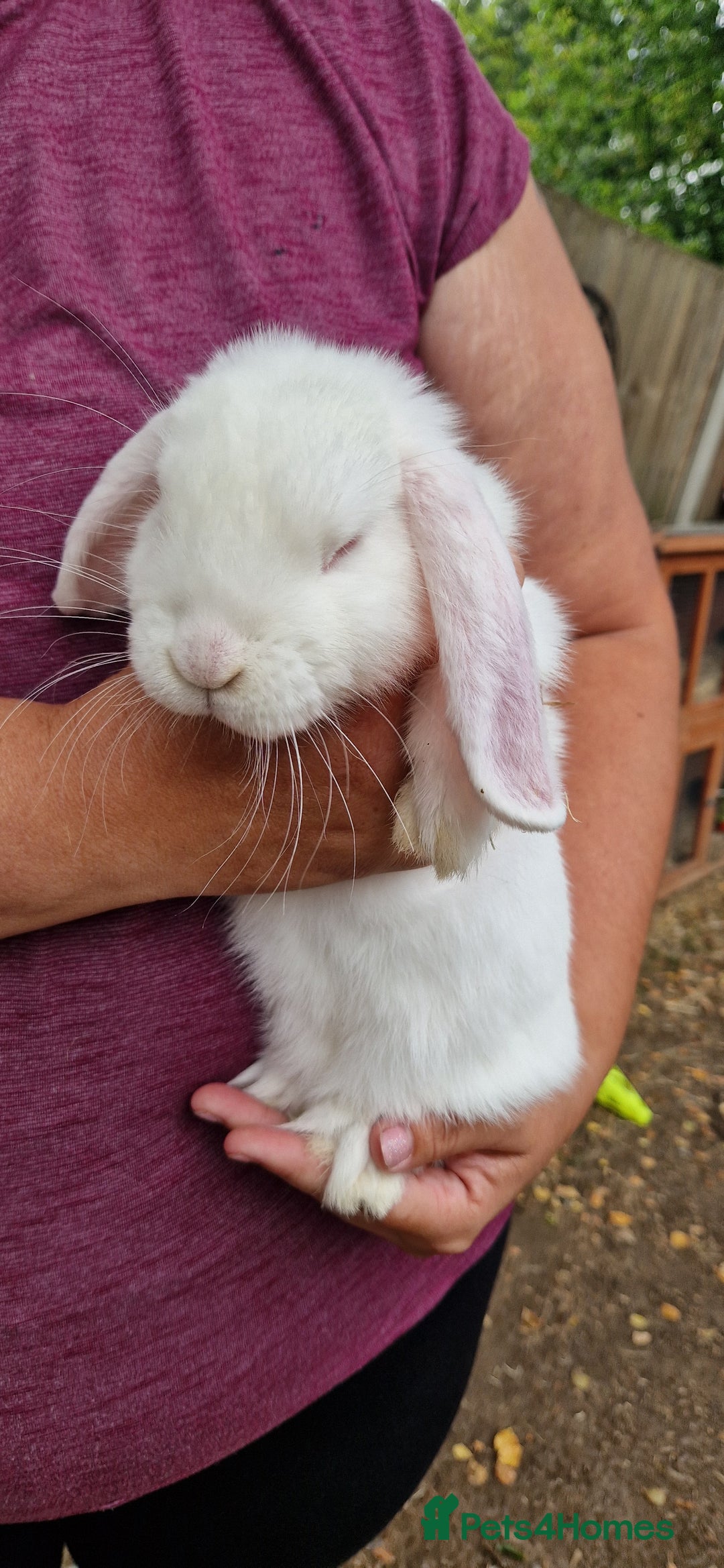 Mini Lop rabbits for sale: White, Blue eyed Mini lop Buck - Image 5