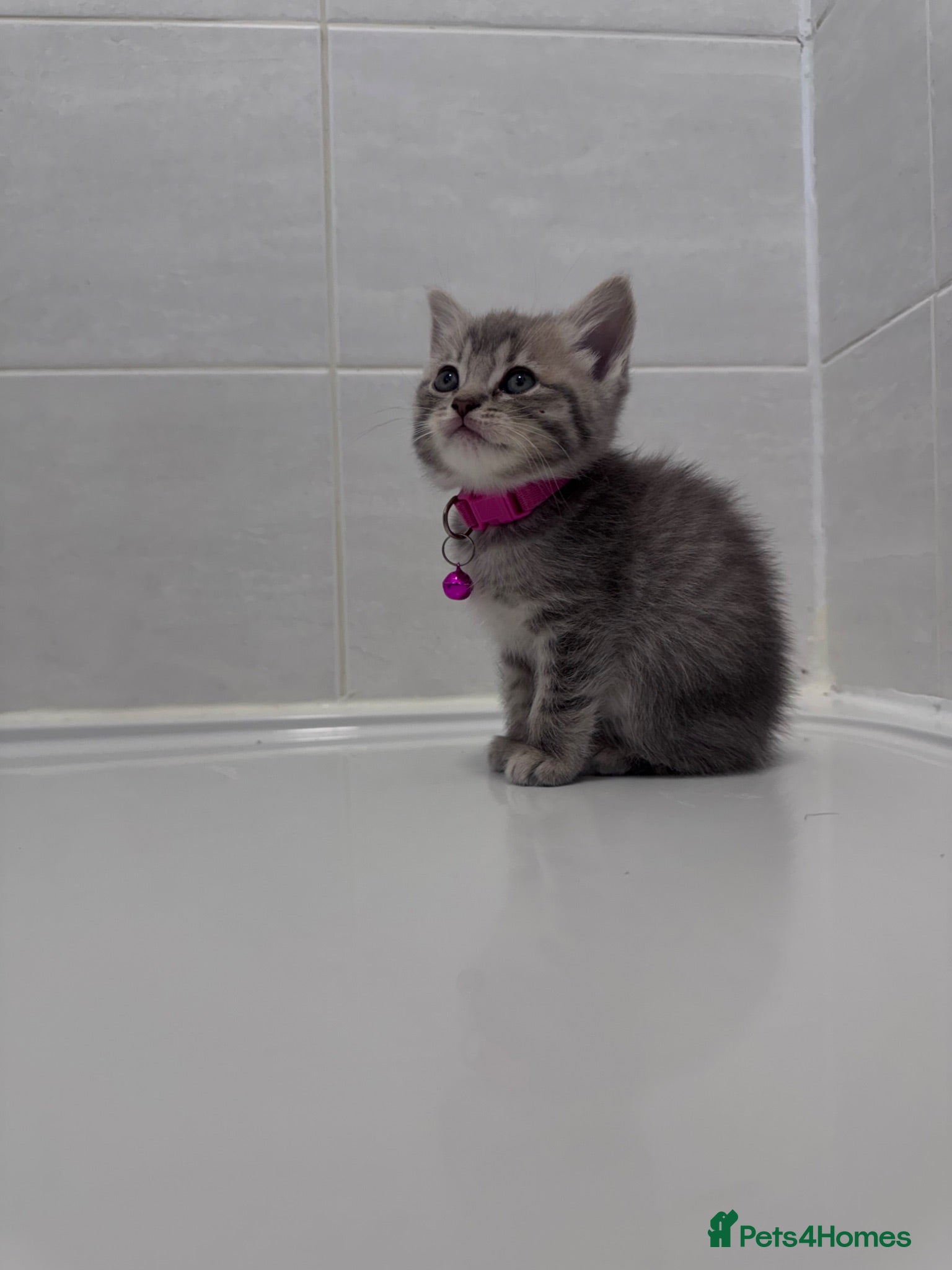 British Shorthair cats 🐾 Stunning British Shorthair × Persian Kittens 🐾 - Advert 16