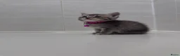 British Shorthair cats for sale: 🐾 Stunning British Shorthair × Persian Kittens 🐾 - Advert 4