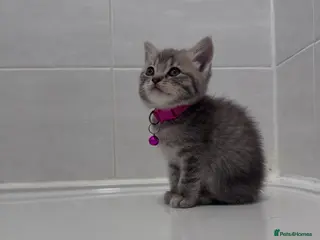 British Shorthair cats 🐾 Stunning British Shorthair × Persian Kittens 🐾 - Advert 2