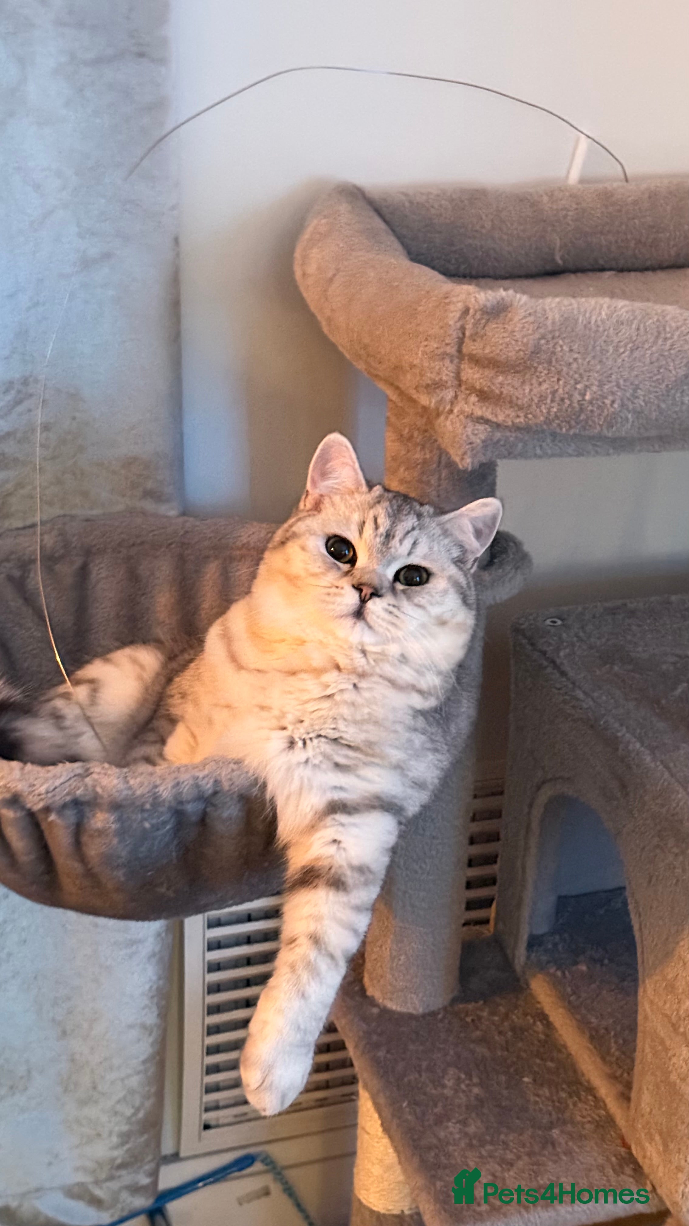 British Shorthair cats Beautiful British Shorthair Chinchilla  - Advert 3