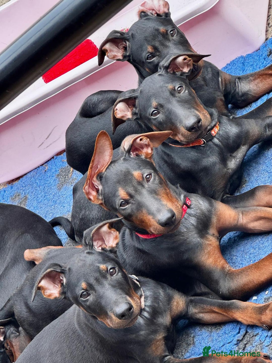 Mixed Breed dogs for sale: Laizhou Hong - Chinese Red Dog puppies - Image 5