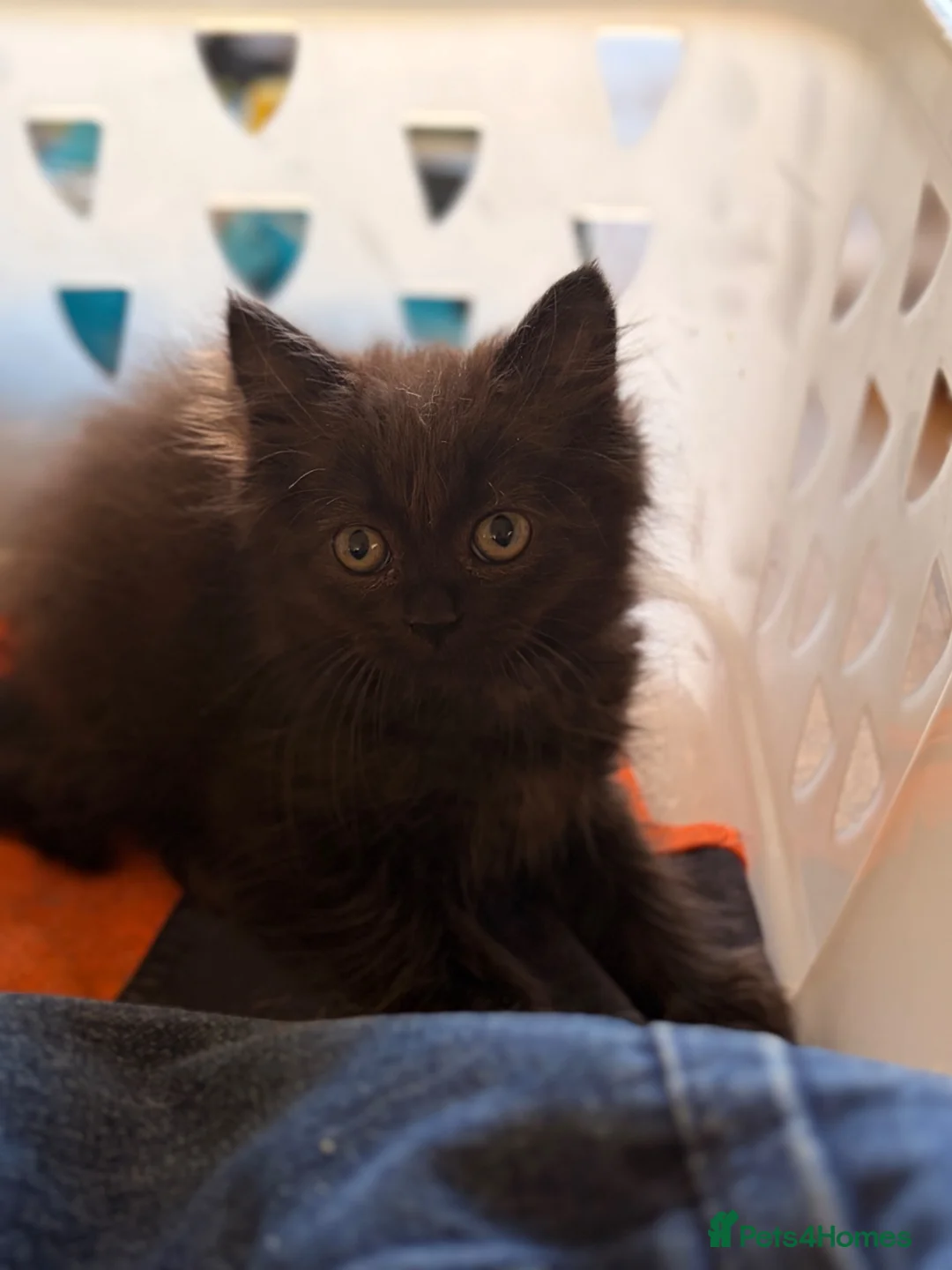 British Longhair cats for sale: Gorgeous British Long Hair X Ragdoll kittens  - Advert 2