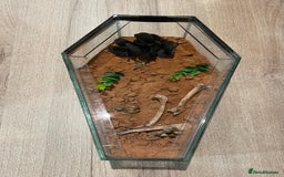 Scorpions invertebrates for sale: Golden desert scorpions in Lingfield - Image 3