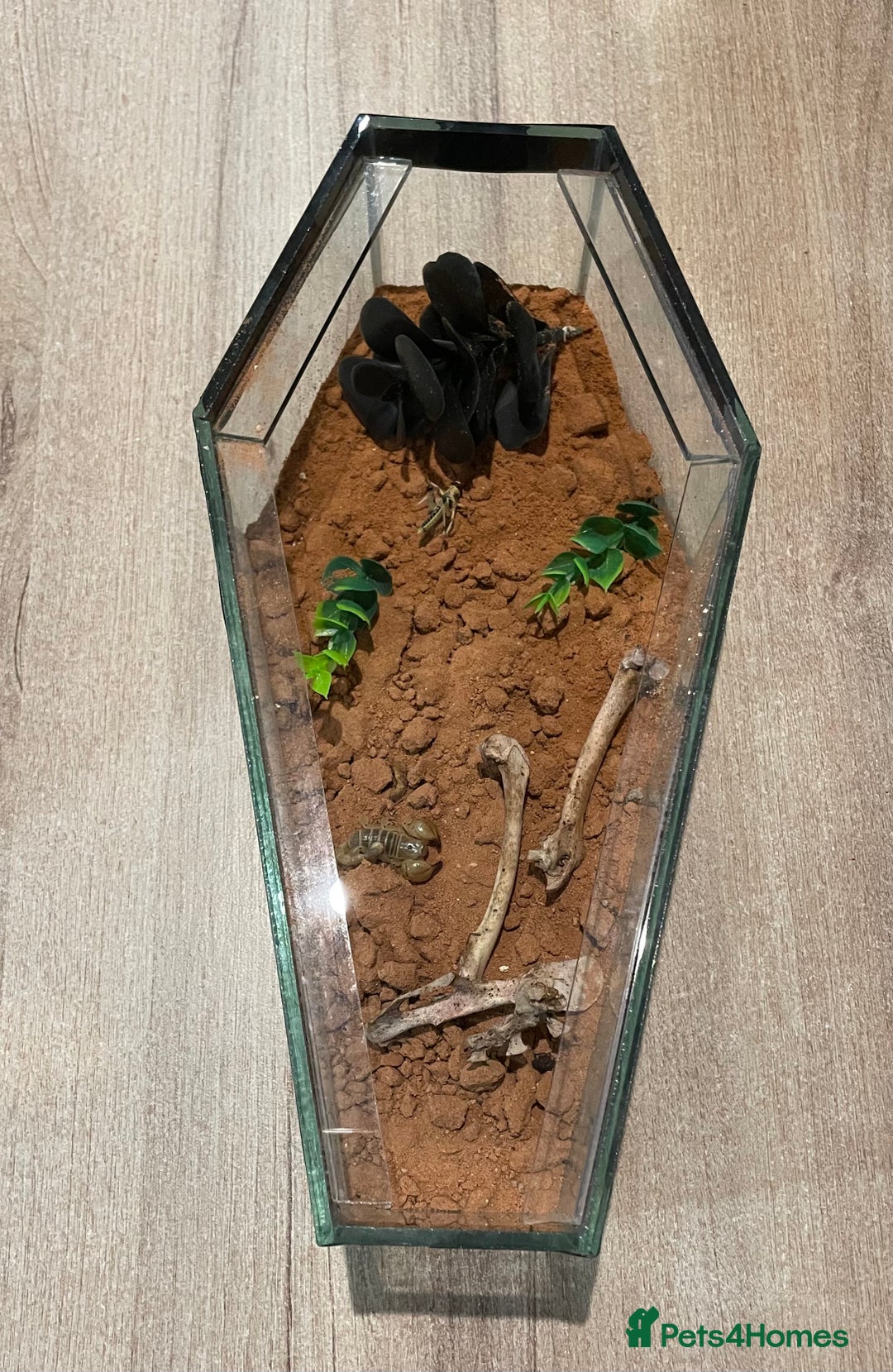Scorpions invertebrates for sale: Golden desert scorpions in Lingfield - Image 3