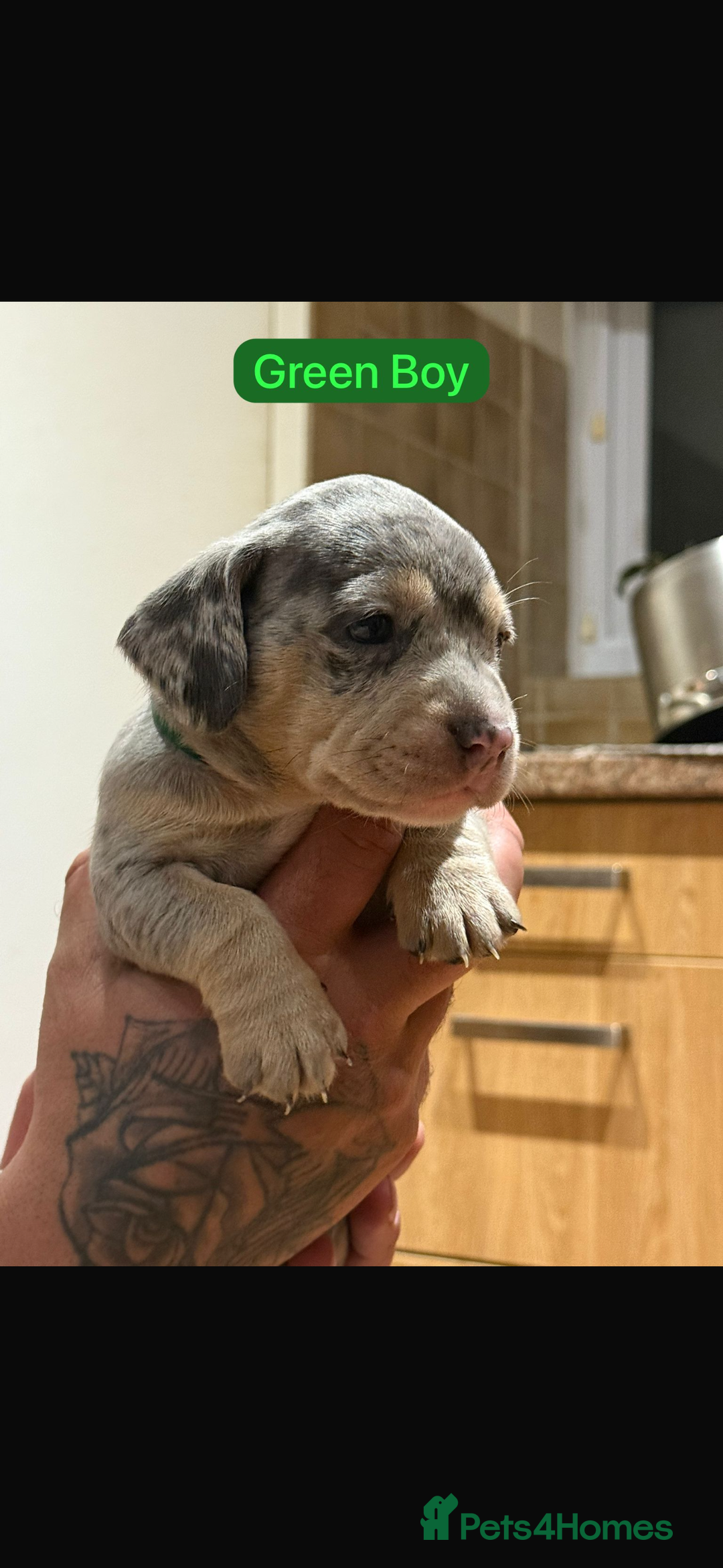 Mixed Breed dogs for sale: 🐾 Beautiful French Bull Weiners 🐾  - Advert 8