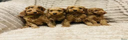 Cavapoo dogs for sale: Adorable red cavapoos!  - Advert 19