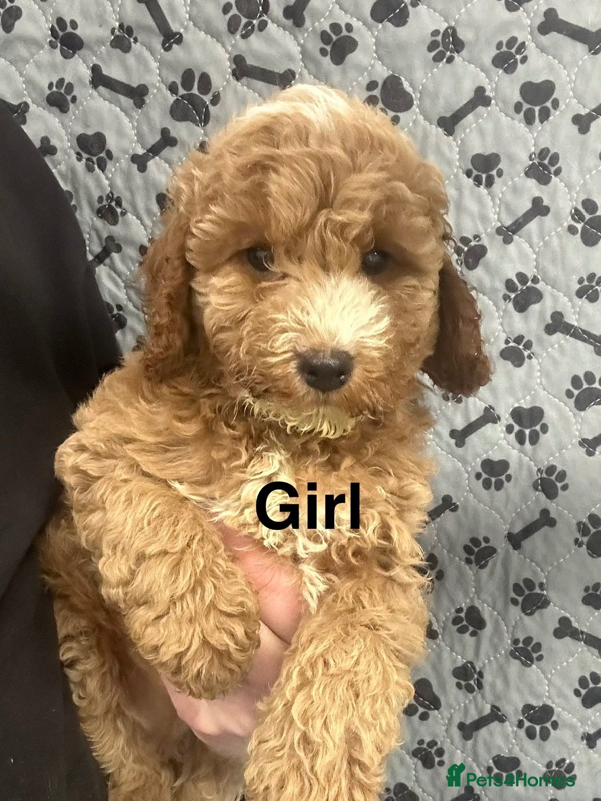 Cockapoo dogs Fully Health Tested, Show-Type Cockapoo Puppies - Advert 2