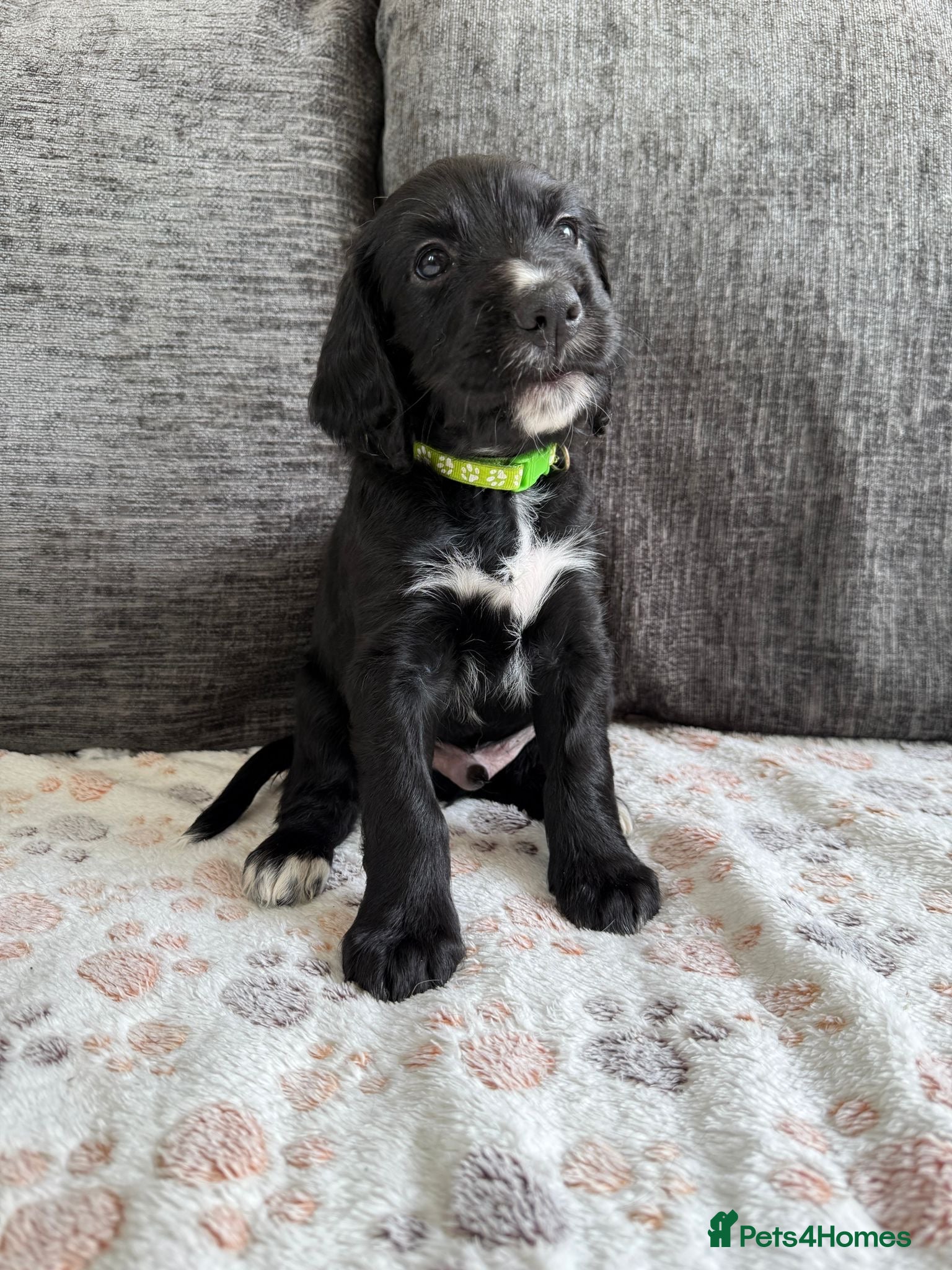 Mixed Breed dogs Beautiful GSD x cocker spaniel x Irish setter pups - Advert 1