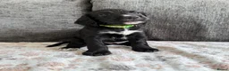 Mixed Breed dogs for sale: READY TO LEAVE NOW!  - Advert 1