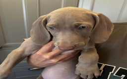 Weimaraner dogs for sale: Only 1 girl available  - Image 2