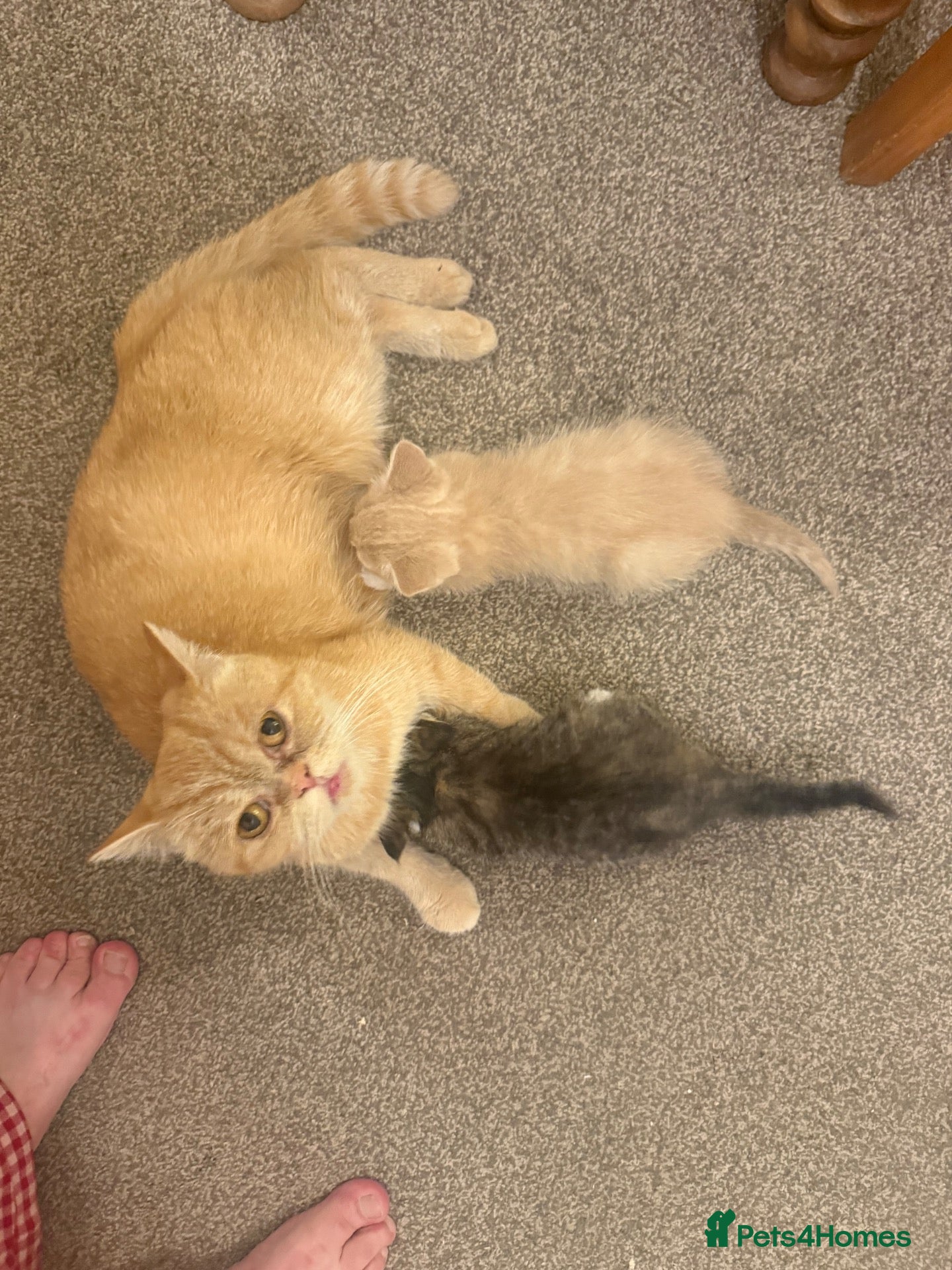 Mixed Breed cats Exotic Persian cross kittens - ready for new homes - Advert 8