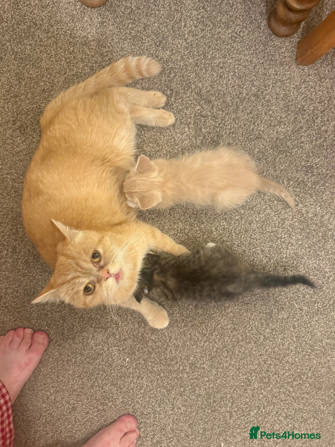 Mixed Breed cats for sale: Exotic Persian cross kittens - ready for new homes - Advert 1