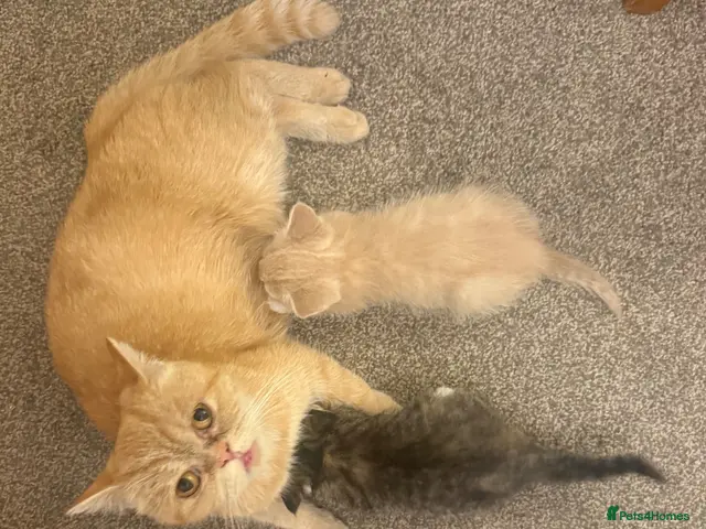 Mixed Breed cats for sale: Exotic Persian cross kittens - ready for new homes - Advert 13