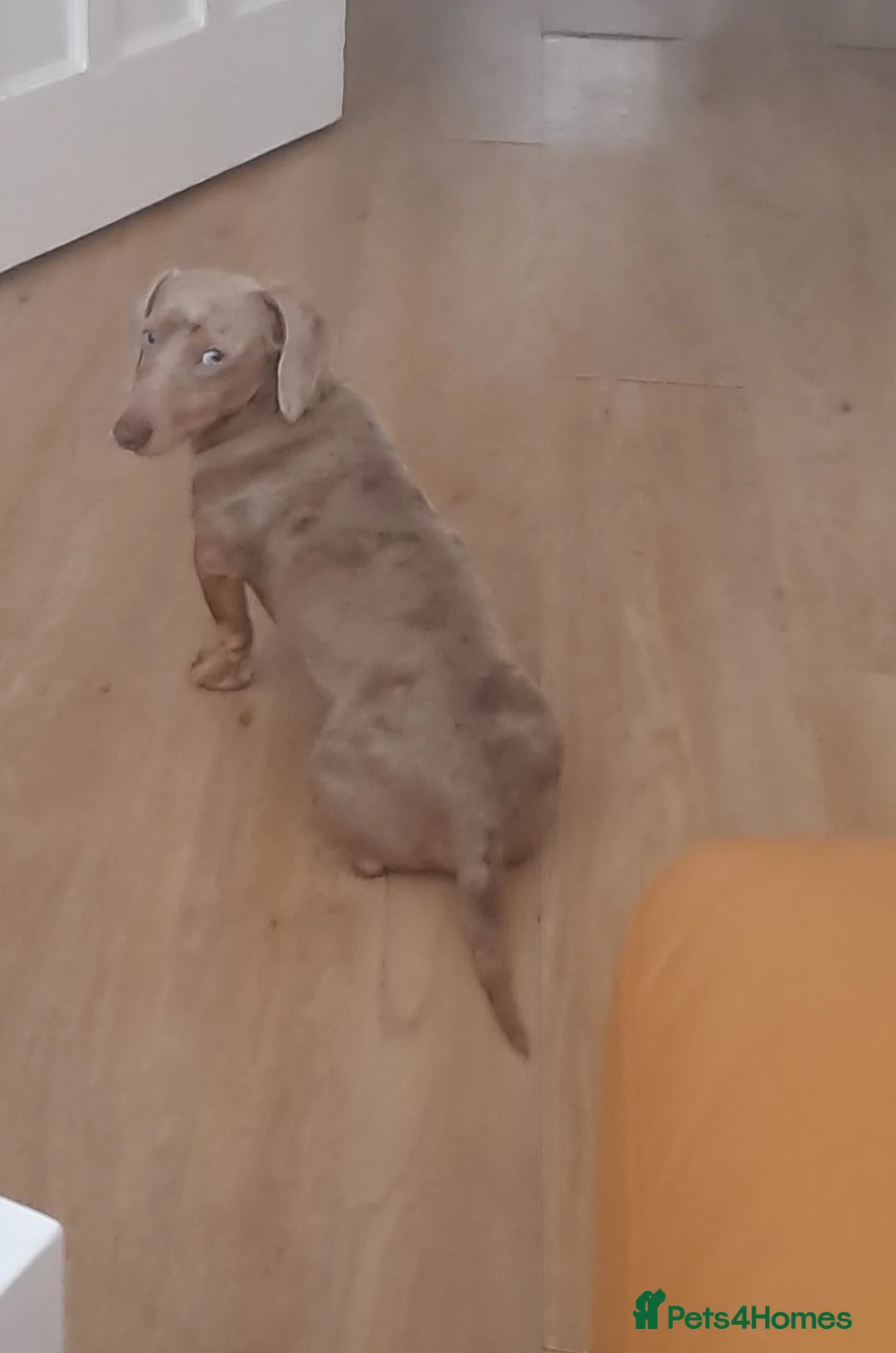 Miniature Dachshund dogs for stud: KC Dash PRA clear STUD DNA in pictures  in Ramsgate - Advert 31