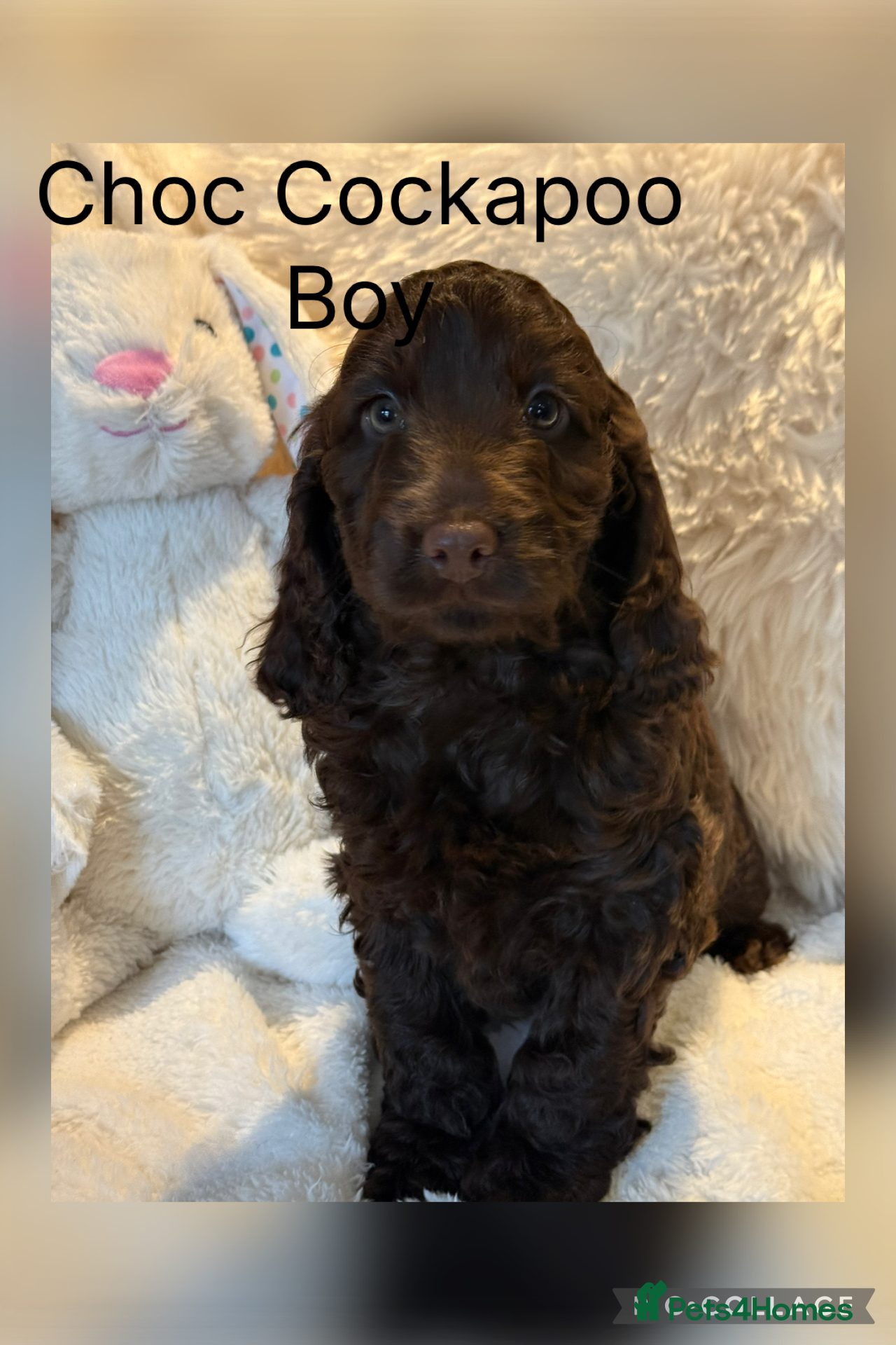 Cockapoo dogs F1 Show Cockapoo Choc Drops - Advert 3