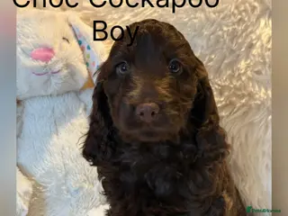 Cockapoo dogs F1 Show Cockapoo Choc Drops - Advert 8