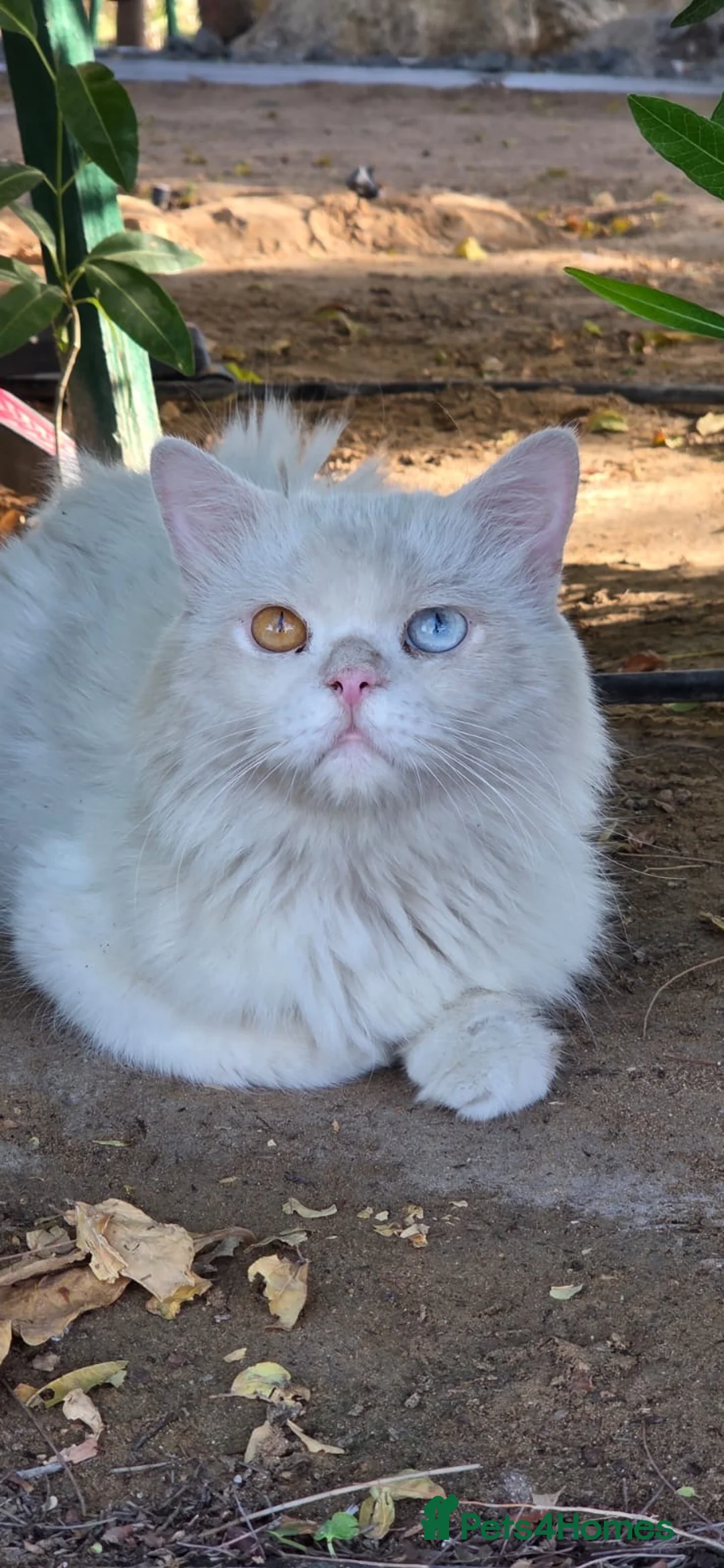 Mixed Breed cats for adoption: Poirot  - Advert 2