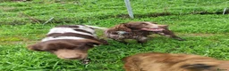 Brittany Spaniel dogs for adoption: Gentle, Affectionate Bracken in Reading, Berks - Advert 4