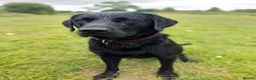 Labrador Retriever dogs for stud: KC registered Labrador retriever  in Chichester - Advert 5
