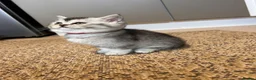 Scottish Fold cats for sale: Lovely , playful kittens looking for home  - Advert 17