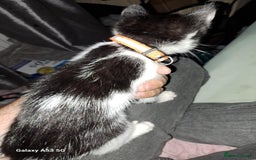 Savannah cats for sale: Savanah  in Spalding - Image 12