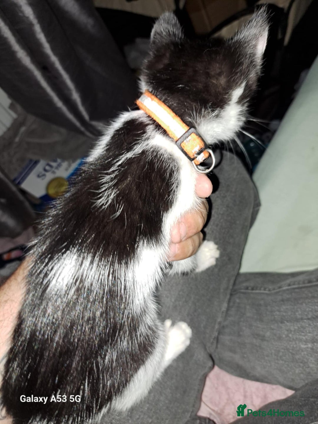 Savannah cats for sale: Savanah  in Spalding - Image 12