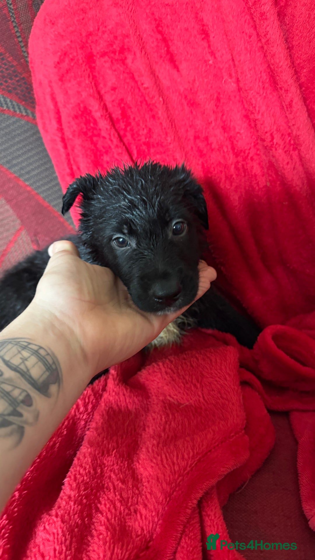 Mixed Breed dogs for sale: German shepherd x border collie - Image 7