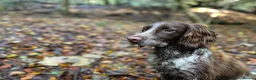 Cocker Spaniel dogs for sale: 2 Remaining Male Cocker Spaniel Pups - Advert 18