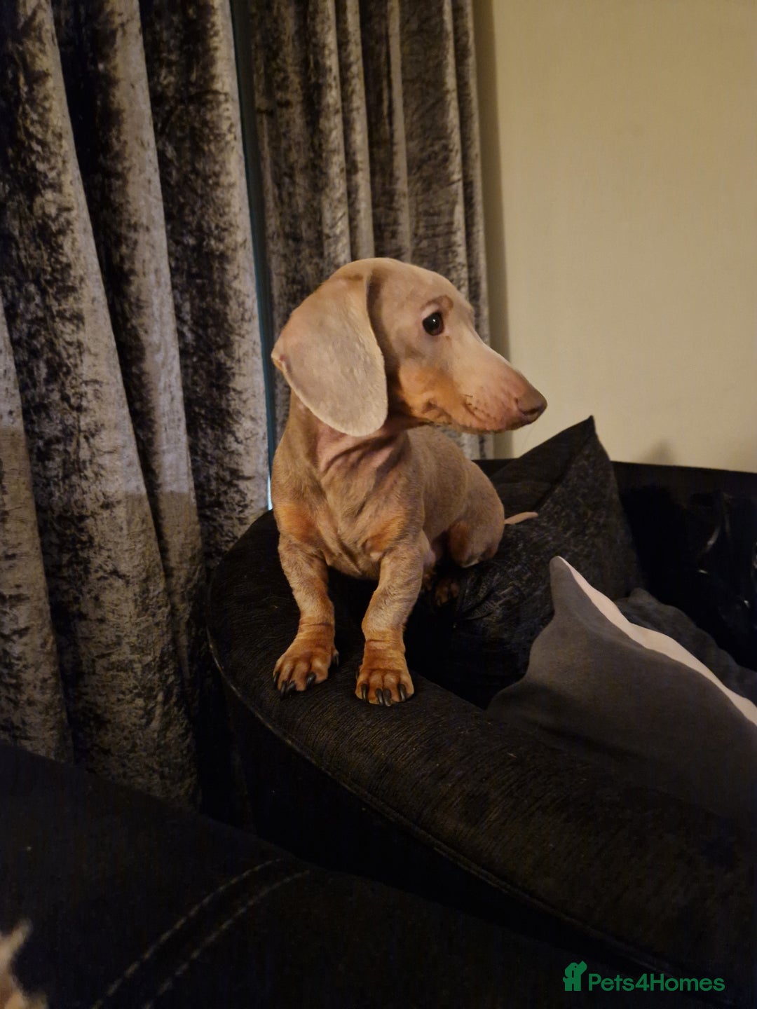 Miniature Dachshund dogs for stud: Miniature dachshund for stud!  in Nottingham - Image 6