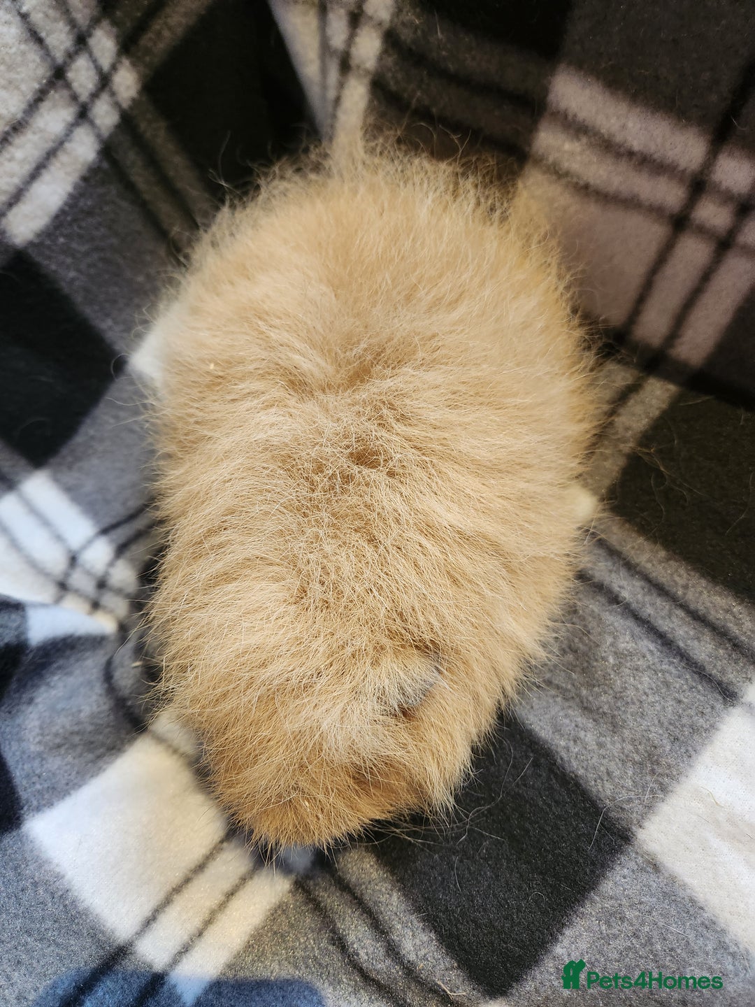 Guinea Pig rodents for sale: 2 male swiss guinea pigs - Advert 5