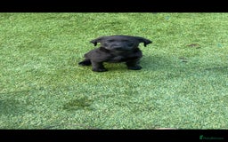 Labrador Retriever dogs for sale: Labrador puppies  - Image 3