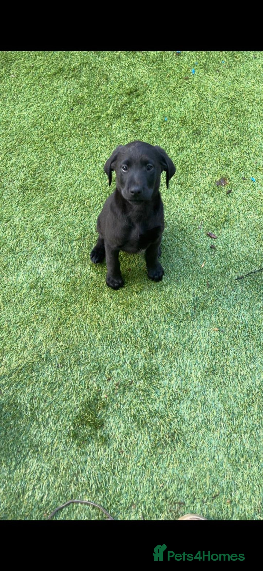 Labrador Retriever dogs for sale: Labrador puppies  - Image 3