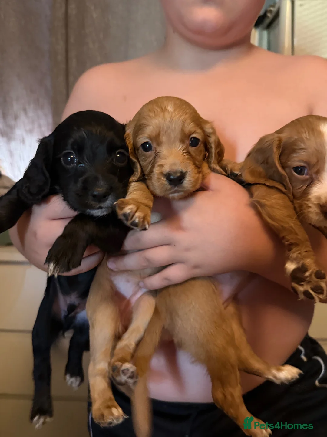 Cocker Spaniel dogs for sale: Cocker spaniels  in Kelso - Advert 6