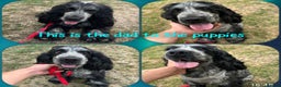 Cocker Spaniel dogs for sale: Show cocker Spaniel puppies ready to leave now - Advert 10