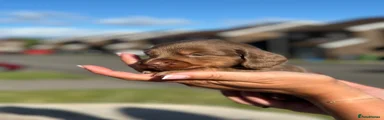Miniature Dachshund Puppy 6