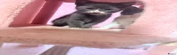 Mixed Breed cats for sale: Beautiful kittens for sale  - Advert 15