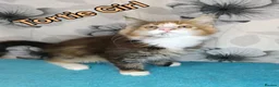 Maine Coon cats for sale: Maine Coon kittens "Pureee Love" - Advert 7
