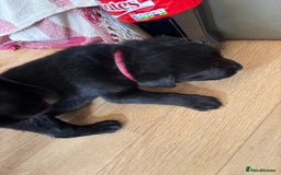 Mixed Breed dogs for sale: Rottie cross lab  - Image 4