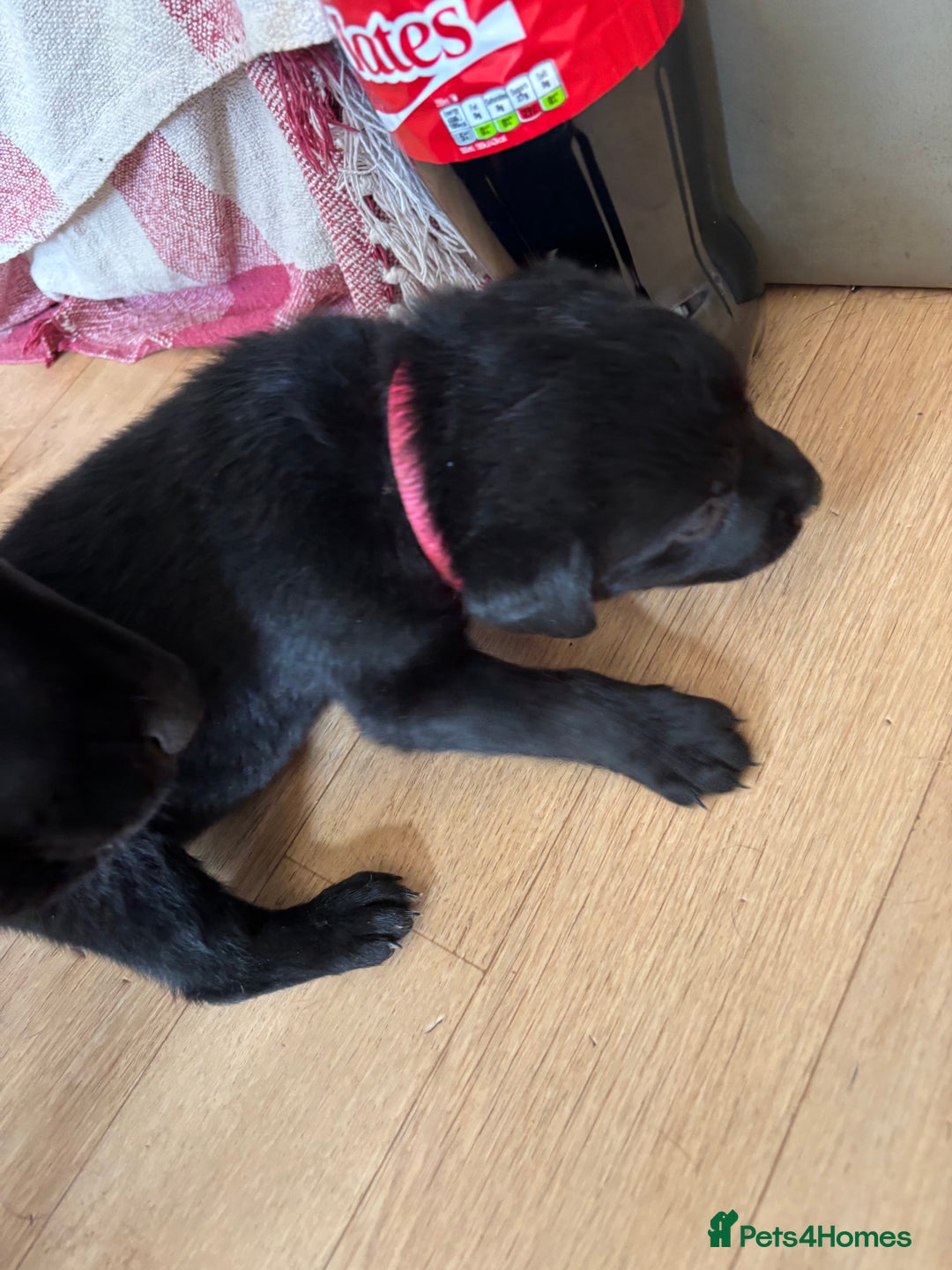 Mixed Breed dogs for sale: Rottie cross lab  - Image 4